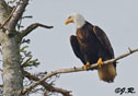 Haliaeetus leucocephalus